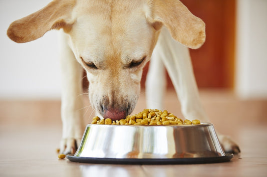 Prescription foods for itchy pets