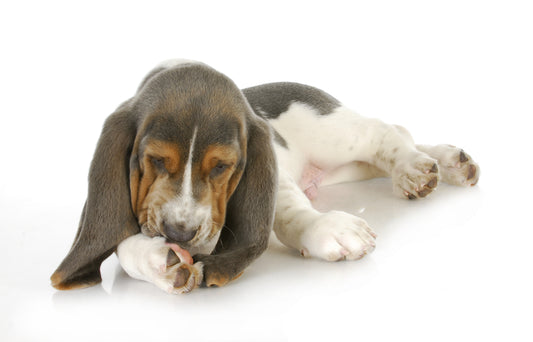 How to treat the cause of skin allergies in pets